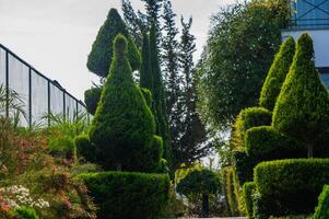 Lush greenery captured in a meticulously designed garden showcasing vibrant topiary formations on a sunny afternoon photo