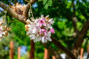 Blooming white and pink flowers on a tree branch in a vibrant garden during late springtime photo