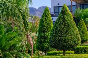 Lush green topiary trees lined in a beautiful garden with mountains in the background on a sunny day photo