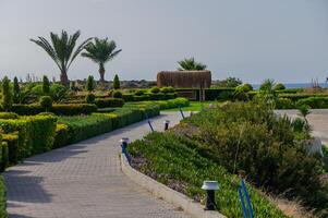 Strolling along a picturesque garden pathway lined with vibrant greenery and palm trees by the serene seaside in the afternoon light photo