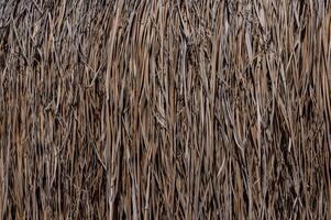 Natural textures of dried reeds create a mesmerizing pattern in a vibrant rustic setting under warm afternoon sunlight photo