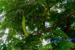 Lush green branches cradle vibrant pods under the warm sunlight in a serene garden setting photo