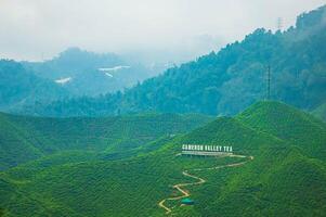Aerial view of tea plantation on a hill, surrounded by mountains and forest, with a vibrant rural atmosphere, Cameron highlands, Malaysia. photo