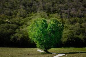 A scenic of heart tree with a clear sky and lush greenery. photo