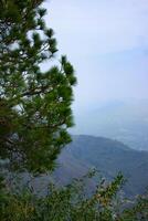 A tree with a view of the mountains photo