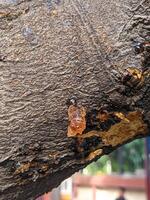 A small brown object on a tree photo