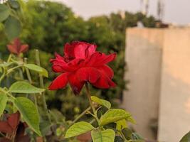 A red rose blooming in front of a building photo