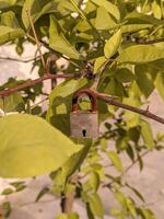 A padlock on a tree branch photo