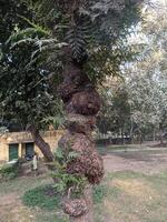 A tree with a bunch of nuts on it photo