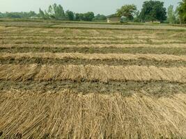 A field with a crops photo