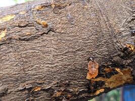 A close up of a tree with a bug on it photo