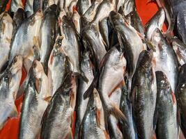 A large group of fish on display in a market photo