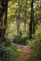A path through a forest photo