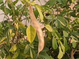 A bean is growing on a plant with leaves photo