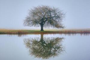 Whispers Through the Fog Trees in Soft Mist photo