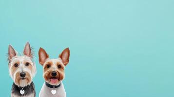 Two adorable dogs, one with a grey coat and the other with a brown and white coat, posing happily against a mint green background. photo