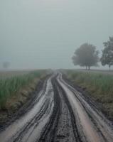 A dirt road in the fog with trees and grass photo