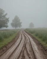 A dirt road in the fog with trees in the background photo