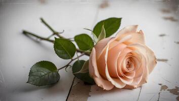A peach rose on a wooden table photo