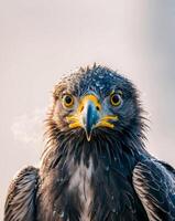 A close up of an eagle with a wet face photo