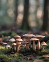 Mushrooms in the forest by james watson photo