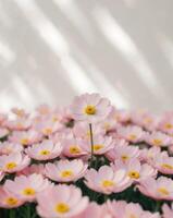 A single pink flower is standing out in the middle of a field of pink flowers photo