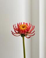 A single red flower is in a vase photo