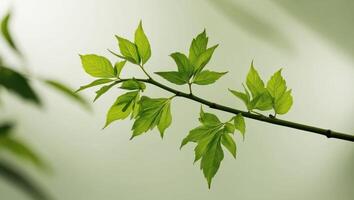 A branch with green leaves against a green background photo