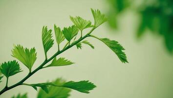 A green plant with leaves on it photo