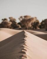 A desert with sand dunes and trees photo