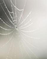 A spider web with dew drops on it photo