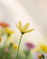 Yellow flowers in a field with a blurred background photo