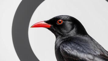 A black bird with red eyes is standing in front of a circular target photo