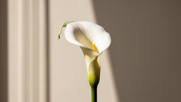 A single white calla lily is standing in front of a window photo