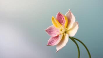 A single pink and yellow flower is in the center of the photo