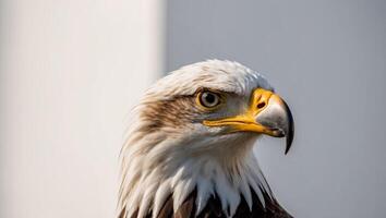 A bald eagle with a yellow beak and white feathers photo