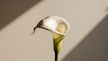 A single white calla lily in front of a wall photo