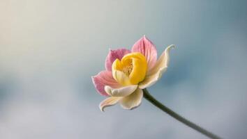 A single pink and yellow lotus flower on a stem photo