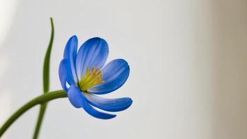 A blue flower is shown in front of a white background photo