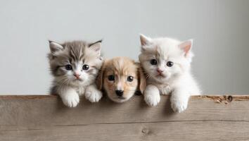 Three kittens and a puppy sitting on a wooden table photo