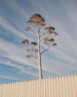 A lone tree stands in front of a white fence photo
