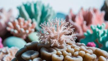 A close up of a coral with many different colors photo