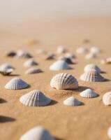 Sea shells on the beach photo