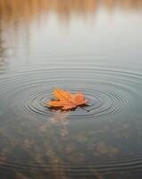 A single leaf floating in the water photo