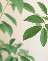 A close up of a plant with green leaves photo