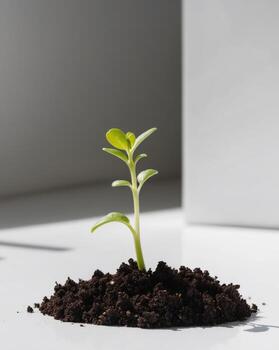 A small plant sprouting from the ground photo