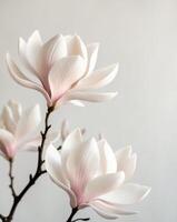 Two white flowers are on a stem photo