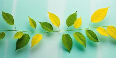 Yellow and green leaves on a blue background photo