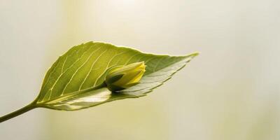A single green leaf with a flower on it photo