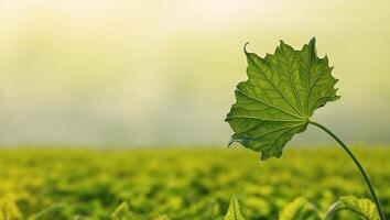 A single green leaf sits on top of a grassy field photo